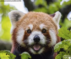 Rompicapo di Faccia panda rossa