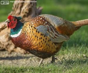 Rompicapo di Fagiano comune maschio