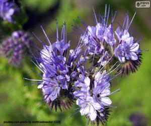 Rompicapo di Falacelia tanacetifolia