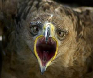 Rompicapo di Falcon con la bocca aperta