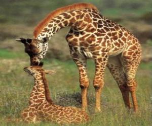 Rompicapo di Famiglia di giraffe
