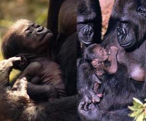 Rompicapo di famiglia di gorilla