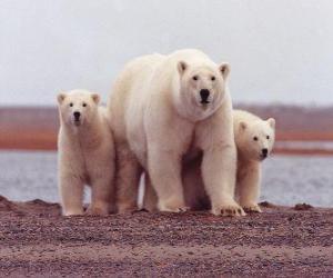 Rompicapo di Famiglia di orso polari