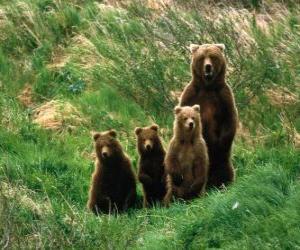 Rompicapo di Famiglia di orso