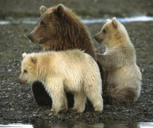 Rompicapo di Famiglia di orso