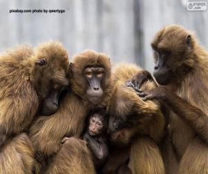 Rompicapo di Famiglia di scimmie