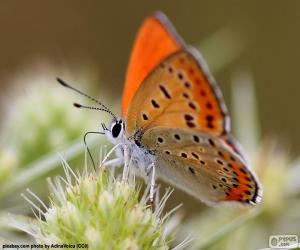 Rompicapo di Farfalla arancione