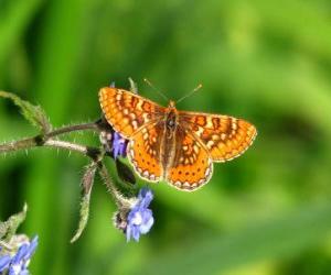 Rompicapo di Farfalla battenti verso un fiore