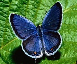 Rompicapo di farfalla blu con le ali spalancate