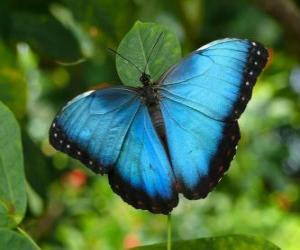 Rompicapo di Farfalla blu