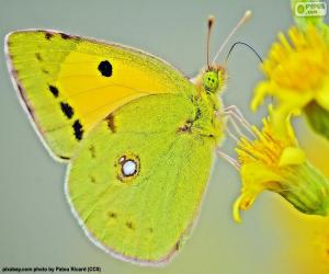 Rompicapo di Farfalla lime