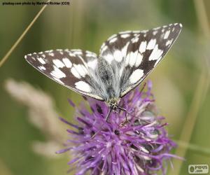 Rompicapo di Farfalla Melanargia galathea