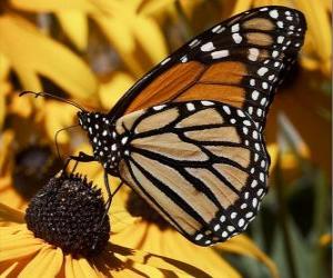 Rompicapo di farfalla su un fiore giallo