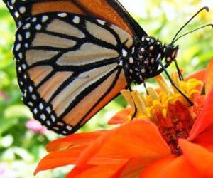 Rompicapo di farfalla su un fiore