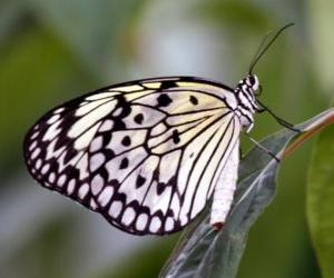 Rompicapo di Farfalla su un foglia