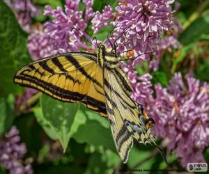 Rompicapo di Farfalla tigre del Canada