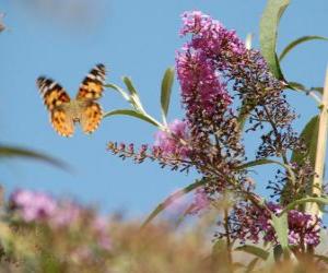 Rompicapo di Farfalle sorvolano i fiori