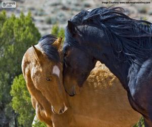 Rompicapo di Femminile e maschile del mustang