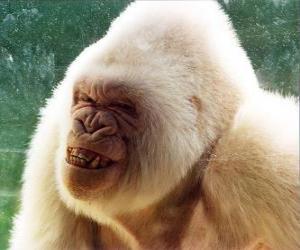 Rompicapo di Fiocco di neve, il gorilla albino solo nel mondo di che si è a conoscenza