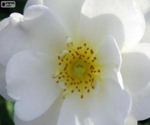 Rompicapo di Fiore bianco