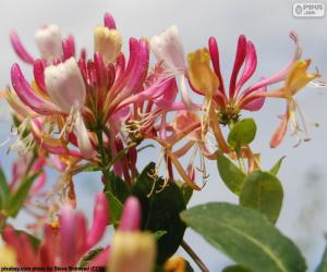 Rompicapo di Fiore del caprifoglio