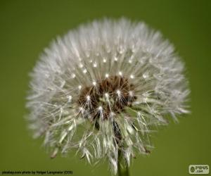 Rompicapo di Fiore del dente di Leone