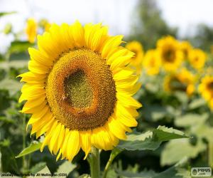 Rompicapo di Fiore del girasole