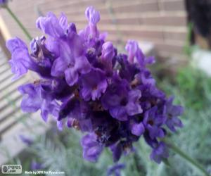 Rompicapo di Fiore della lavanda