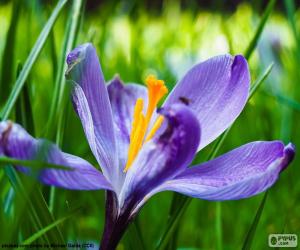 Rompicapo di Fiore dello zafferano