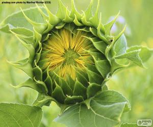 Rompicapo di Fiore di apertura al sole