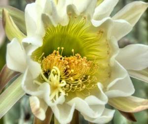 Rompicapo di Fiore di cactus