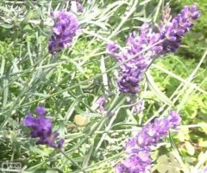 Rompicapo di Fiore di lavanda 