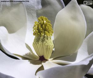 Rompicapo di Fiore di Magnolia