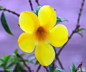 Rompicapo di Fiore giallo di cinque petali