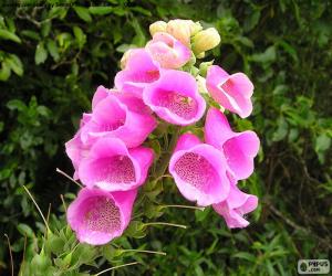 Rompicapo di Fiore rosa Nuova Zelanda