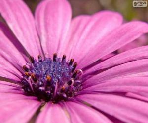 Rompicapo di Fiore rosa