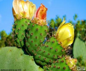 Rompicapo di Fiori del cactus giallo