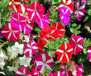 Rompicapo di Fiori della petunia