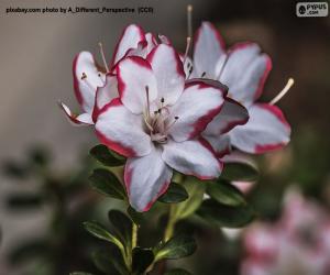 Rompicapo di Fiori di azalea bianchi e rossi