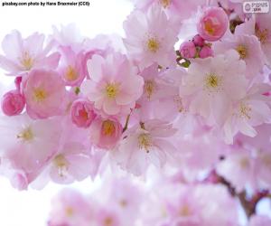 Rompicapo di Fiori di ciliegio