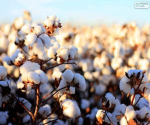 Rompicapo di Fiori di cotone