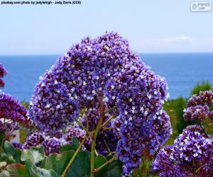 Rompicapo di Fiori di Limonium perezi