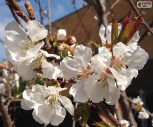 Rompicapo di Fiori di mandorlo