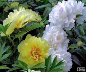 Rompicapo di Fiori di paeonia