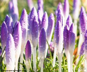 Rompicapo di Fiori di zafferano