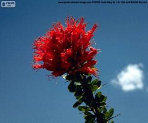 Rompicapo di Fiori rosso di Ocotillo