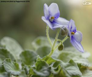 Rompicapo di Fiori viola africani