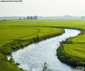 Rompicapo di Fiume tra campi di riso