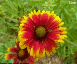 Rompicapo di Flor Gaillardia pulchella