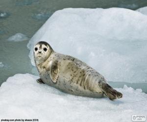 Rompicapo di Foca comune